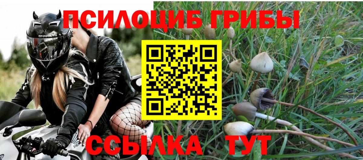 Псилоцибиновые грибы Psilocybe Куйбышев